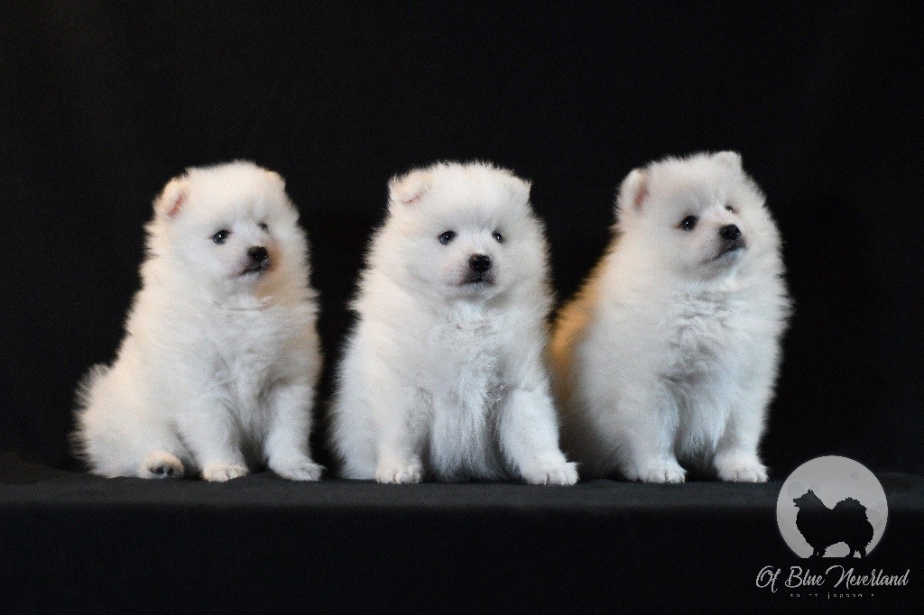 chiot Spitz japonais Of Blue Neverland