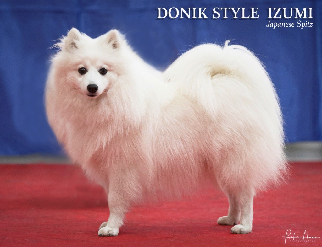 donik style Izumi