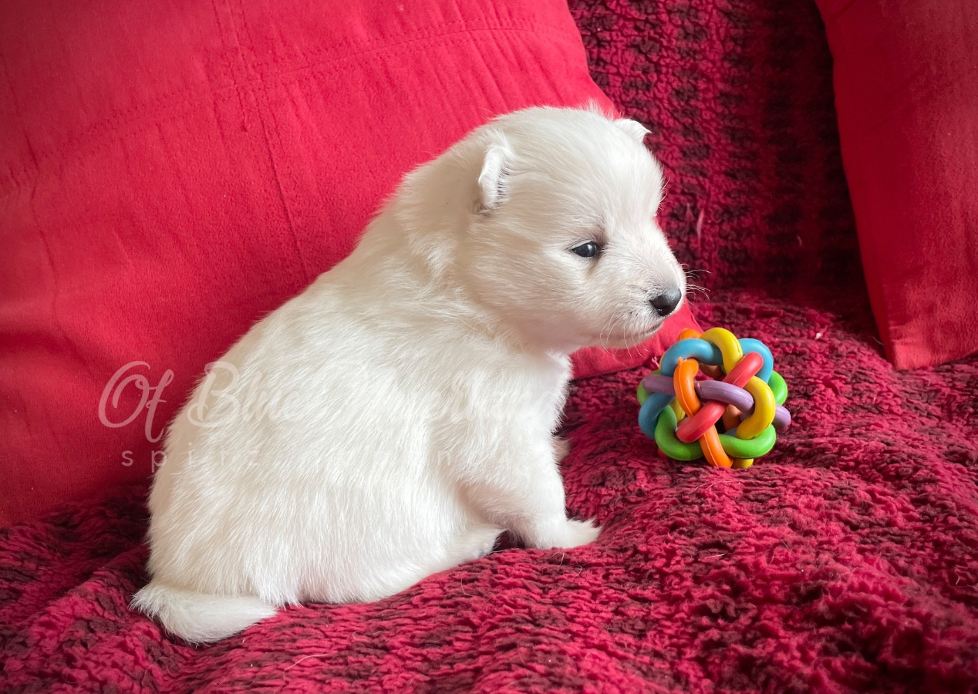 Of Blue Neverland - Chiots disponibles - Spitz japonais