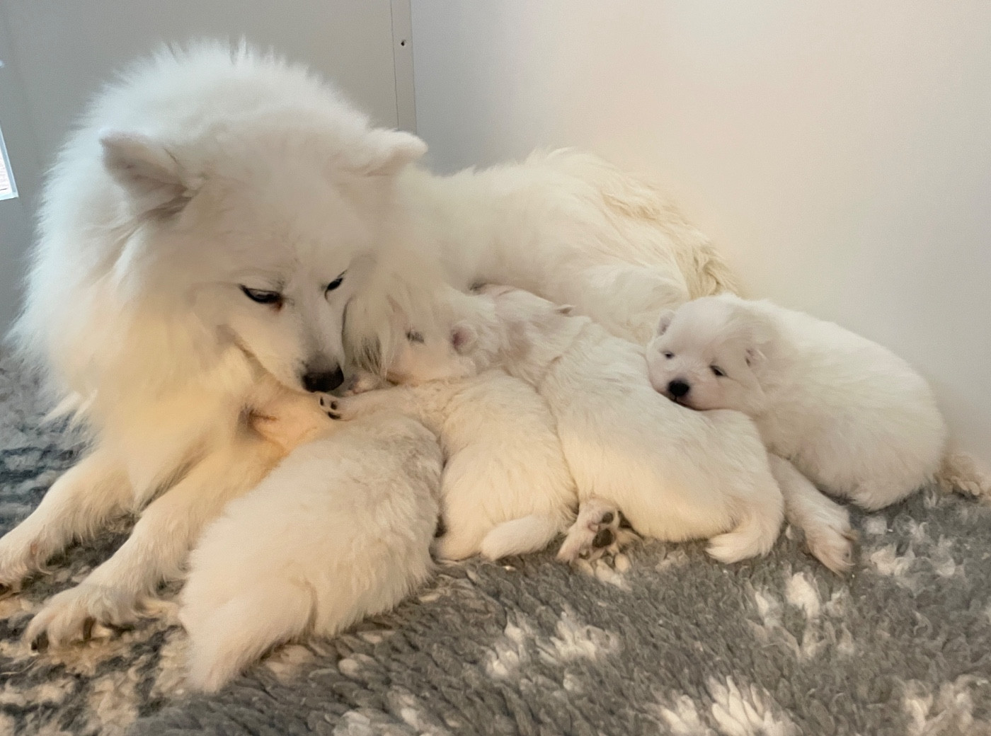 Chiot Spitz japonais Of Blue Neverland